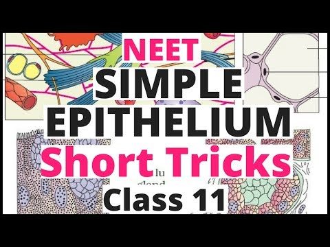 NEET Short Trick-Structural Organisation in Animals Simple Epithelium|NCERT  Biology For Class 11 - EduGorilla Trends - Videos, News, Career Updates