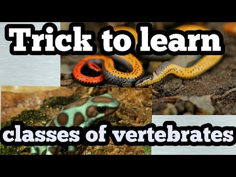 Chordates vertebrates trick animal kingdom biology class 11th cbse neet  aiims jipmer mcat - EduGorilla Trends - Videos, News, Career Updates